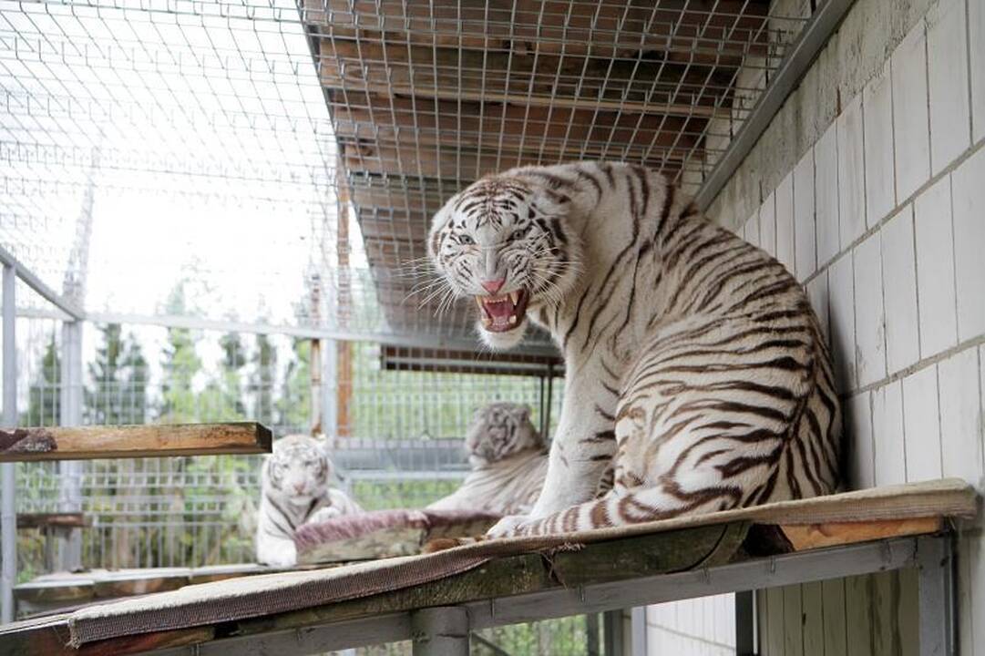 Zoologijos sode šalia Klaipėdos apsigyveno trys baltosios tigrės