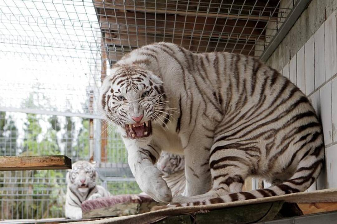 Zoologijos sode šalia Klaipėdos apsigyveno trys baltosios tigrės