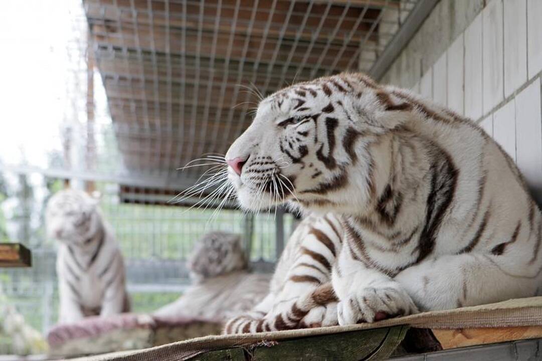Zoologijos sode šalia Klaipėdos apsigyveno trys baltosios tigrės