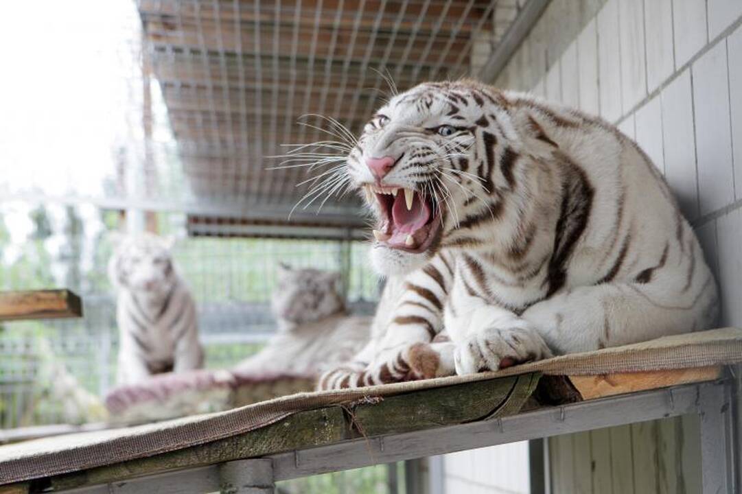 Zoologijos sode šalia Klaipėdos apsigyveno trys baltosios tigrės