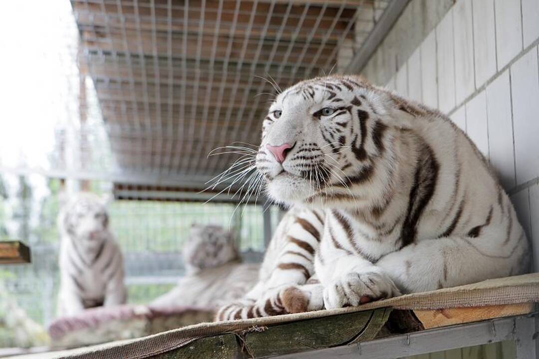 Zoologijos sode šalia Klaipėdos apsigyveno trys baltosios tigrės