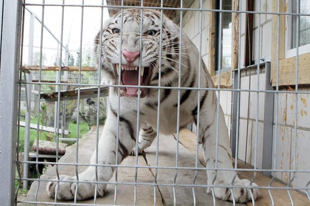 Zoologijos sode šalia Klaipėdos apsigyveno trys baltosios tigrės