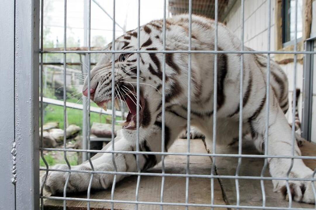 Zoologijos sode šalia Klaipėdos apsigyveno trys baltosios tigrės