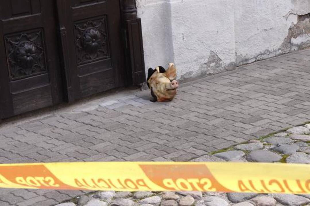Prie Kauno sinagogos numesta kiaulės galva