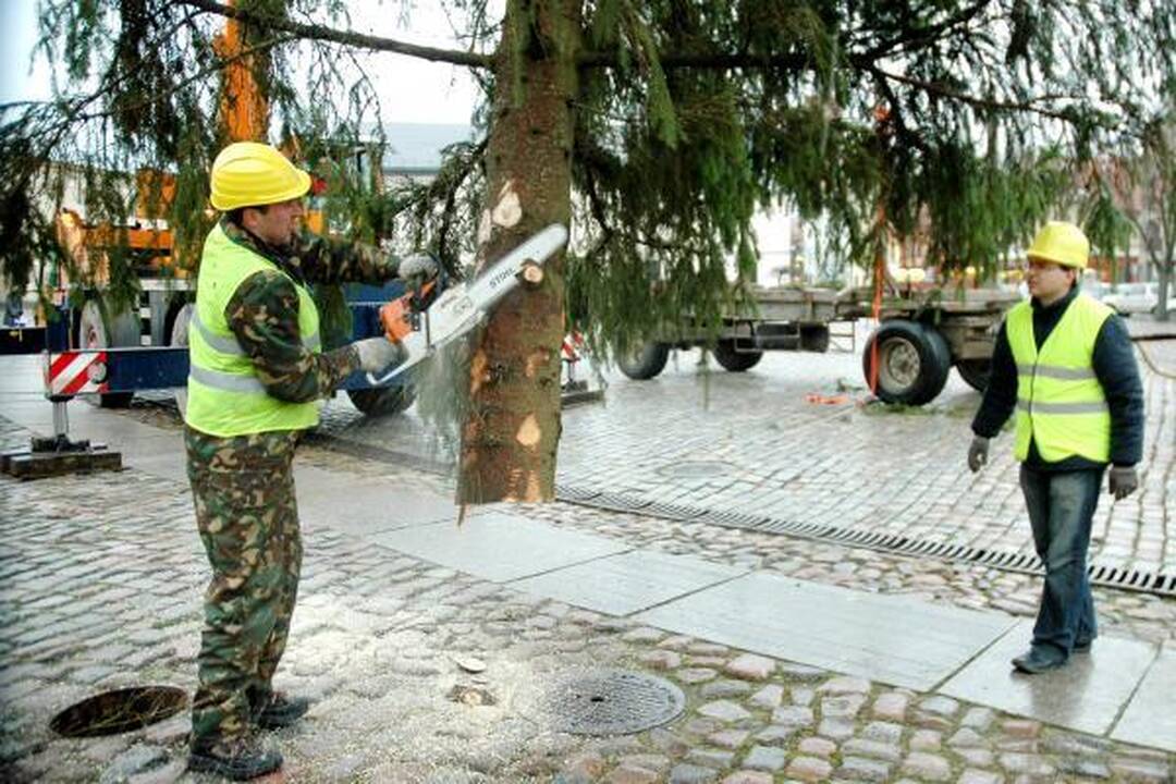 Į Klaipėdą atvežta Kalėdų eglė