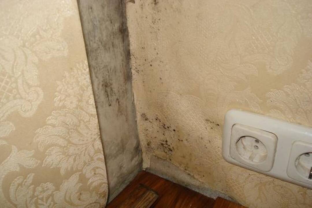 Kaip kovoti su pelėsiu?
