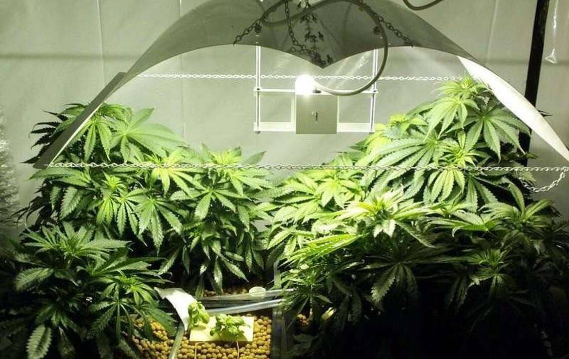 „Žolės“ rūkymas gali kelti liūdesį dėl prastos genetikos