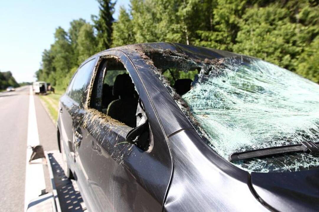 Prie Kauno – briedžio ir automobilio kaktomuša 