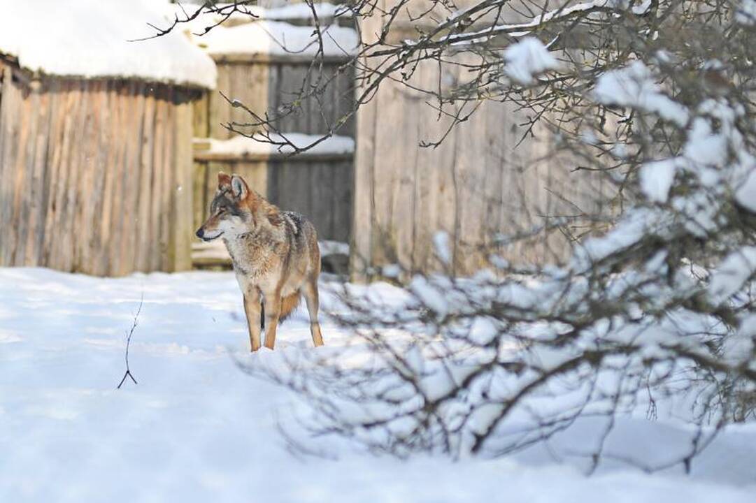 Žvėrių mylėtojo nepuola net ir alkani vilkai 