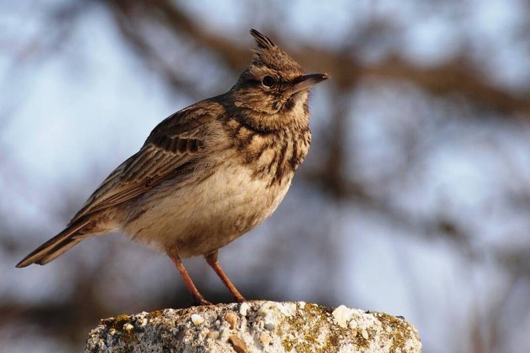 Kieme čiulbantys paukščiai gali lemti didesnę NT kainą