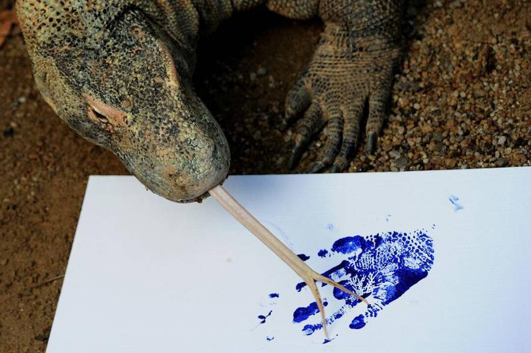 Zoologijos sodo gyvūnai paliko pėdų atspaudus popieriuje
