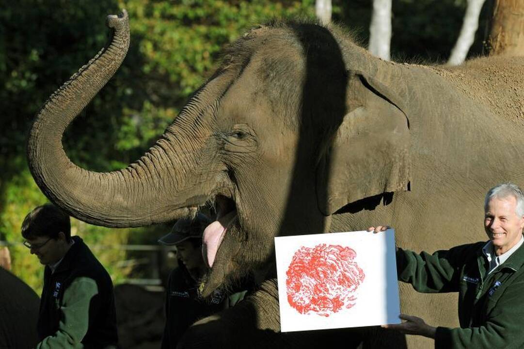 Zoologijos sodo gyvūnai paliko pėdų atspaudus popieriuje