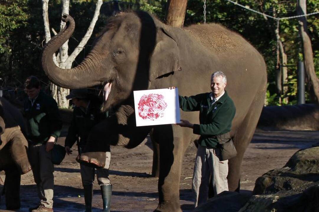 Zoologijos sodo gyvūnai paliko pėdų atspaudus popieriuje