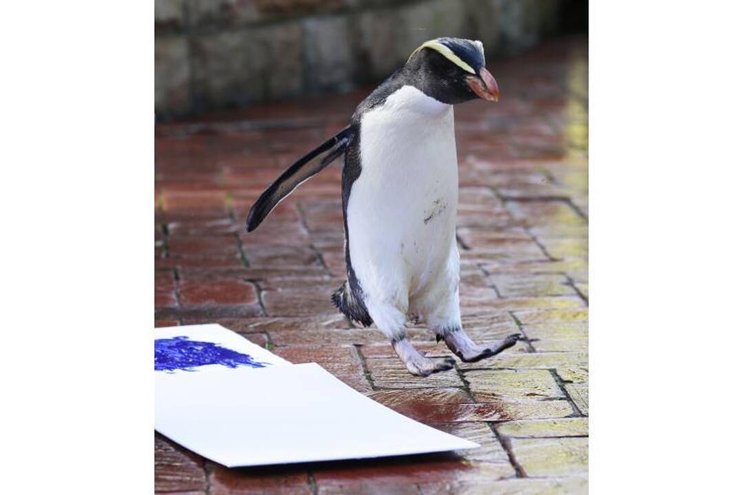 Zoologijos sodo gyvūnai paliko pėdų atspaudus popieriuje