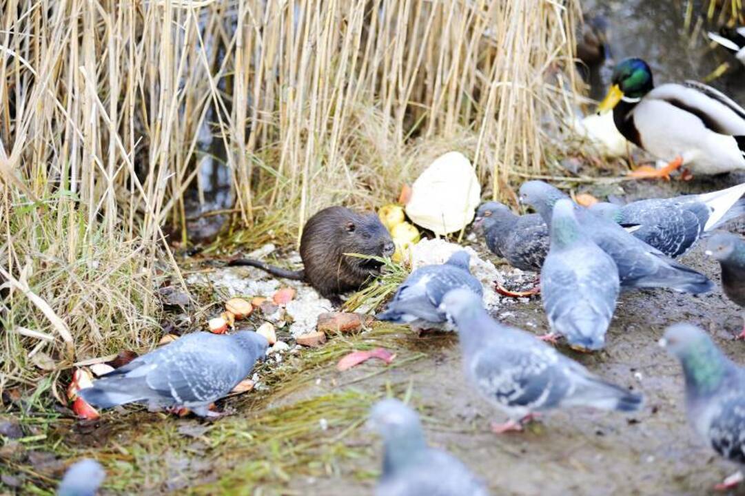 Iš Kalniečių parko nutrijos iškeliaus į geradarių sodybas