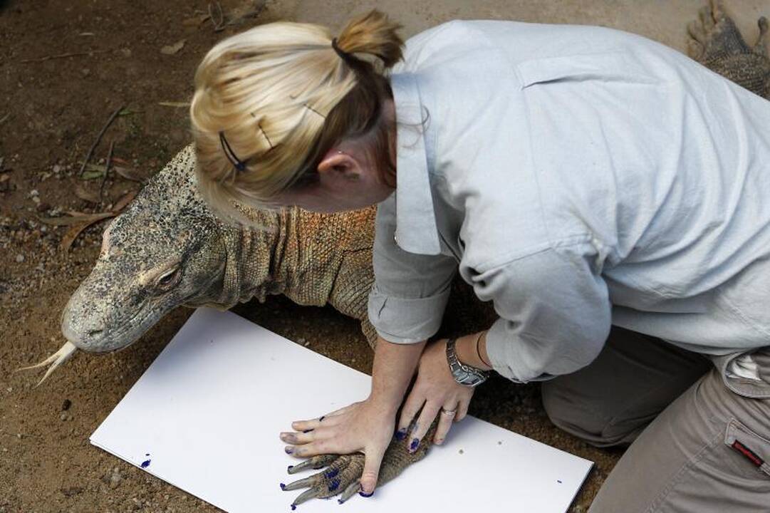 Zoologijos sodo gyvūnai paliko pėdų atspaudus popieriuje