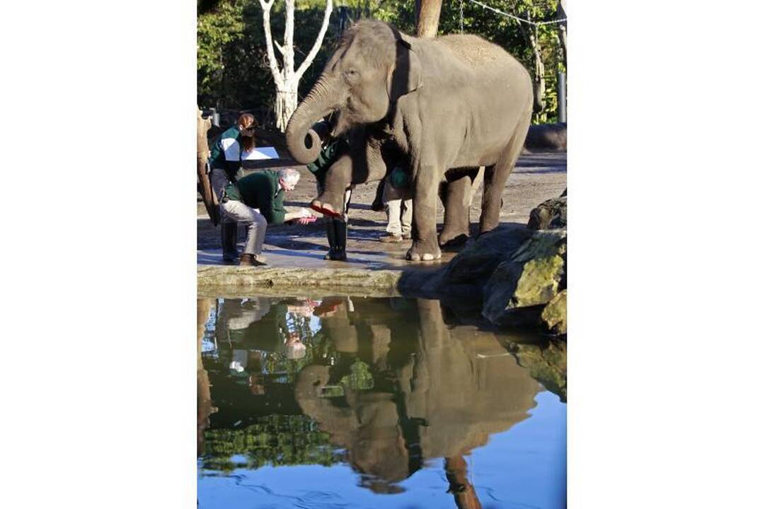 Zoologijos sodo gyvūnai paliko pėdų atspaudus popieriuje