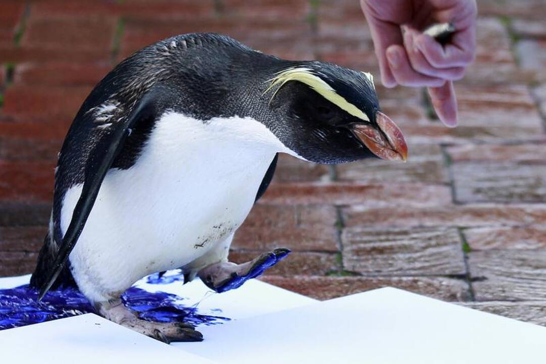 Zoologijos sodo gyvūnai paliko pėdų atspaudus popieriuje