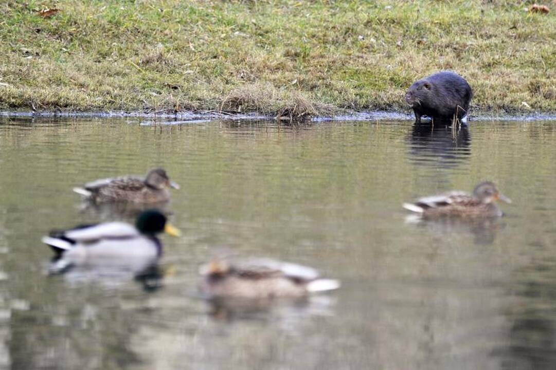 Iš Kalniečių parko nutrijos iškeliaus į geradarių sodybas