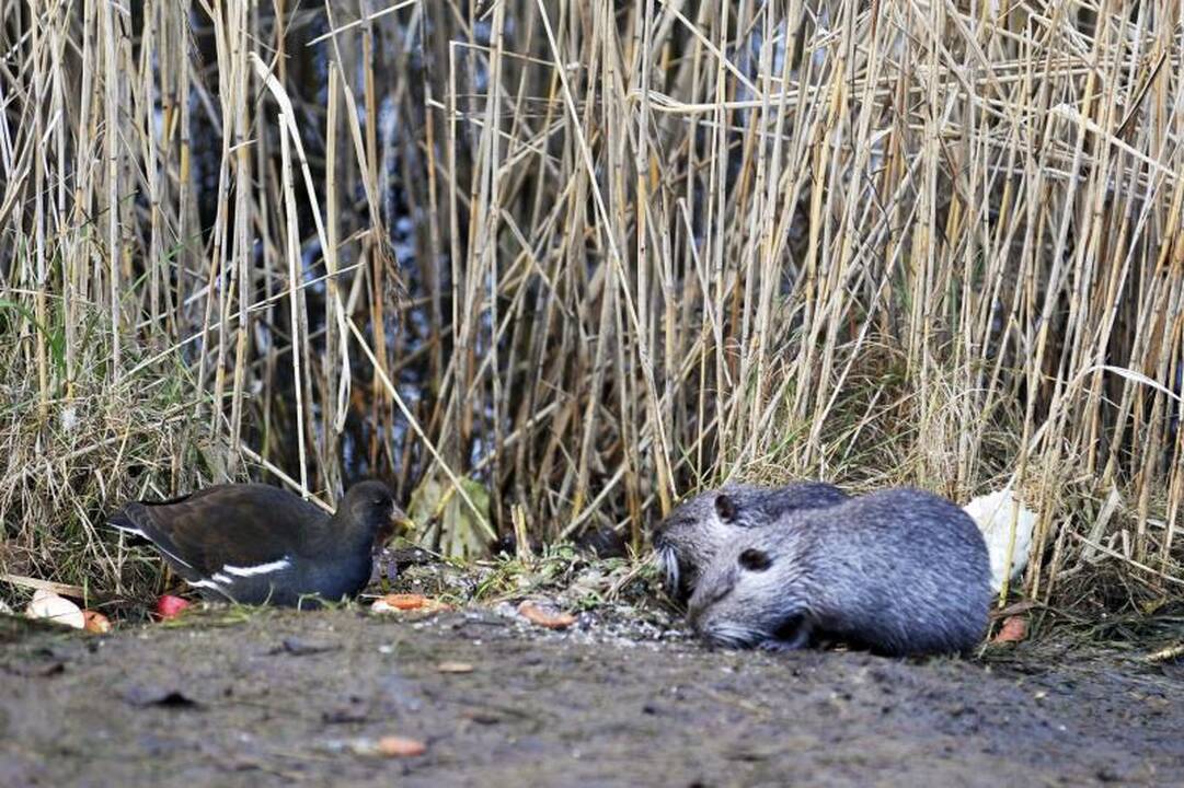 Iš Kalniečių parko nutrijos iškeliaus į geradarių sodybas