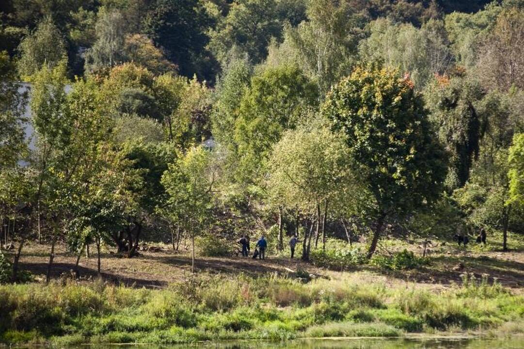 Nemuno pakrantėje medžiai virsta dėl grožio