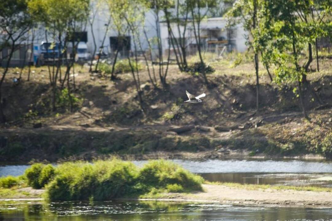 Nemuno pakrantėje medžiai virsta dėl grožio