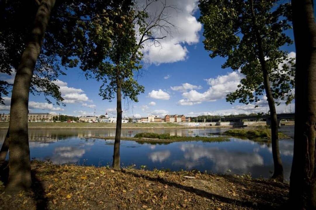 Nemuno pakrantėje medžiai virsta dėl grožio
