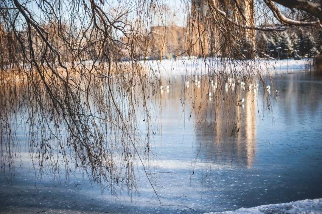 Kalniečių parke nutrijos paliktos ant ledo