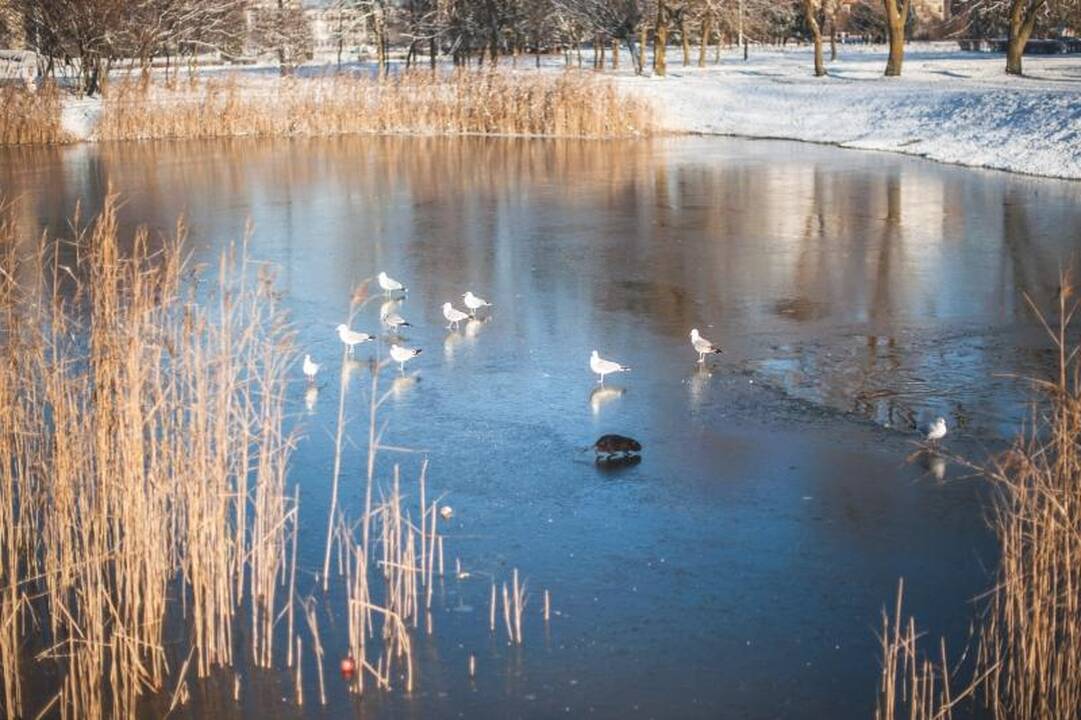 Kalniečių parke nutrijos paliktos ant ledo