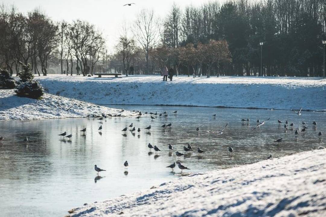 Kalniečių parke nutrijos paliktos ant ledo