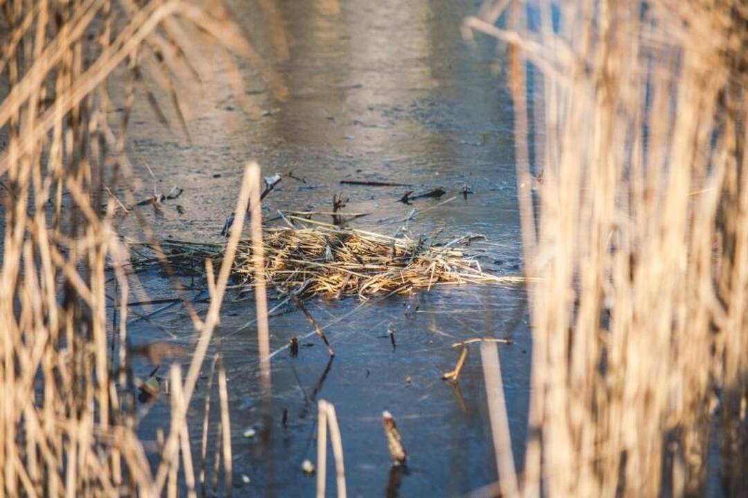Kalniečių parke nutrijos paliktos ant ledo