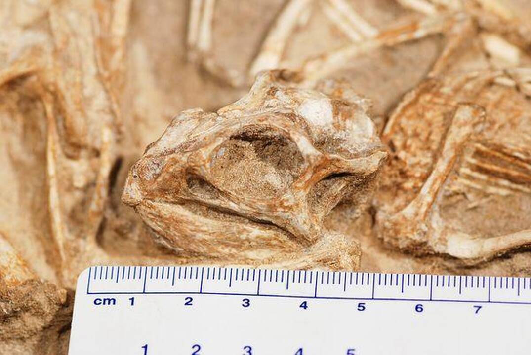 Atrastas dinozaurų lizdas atskleidė reptilijų švelnumą