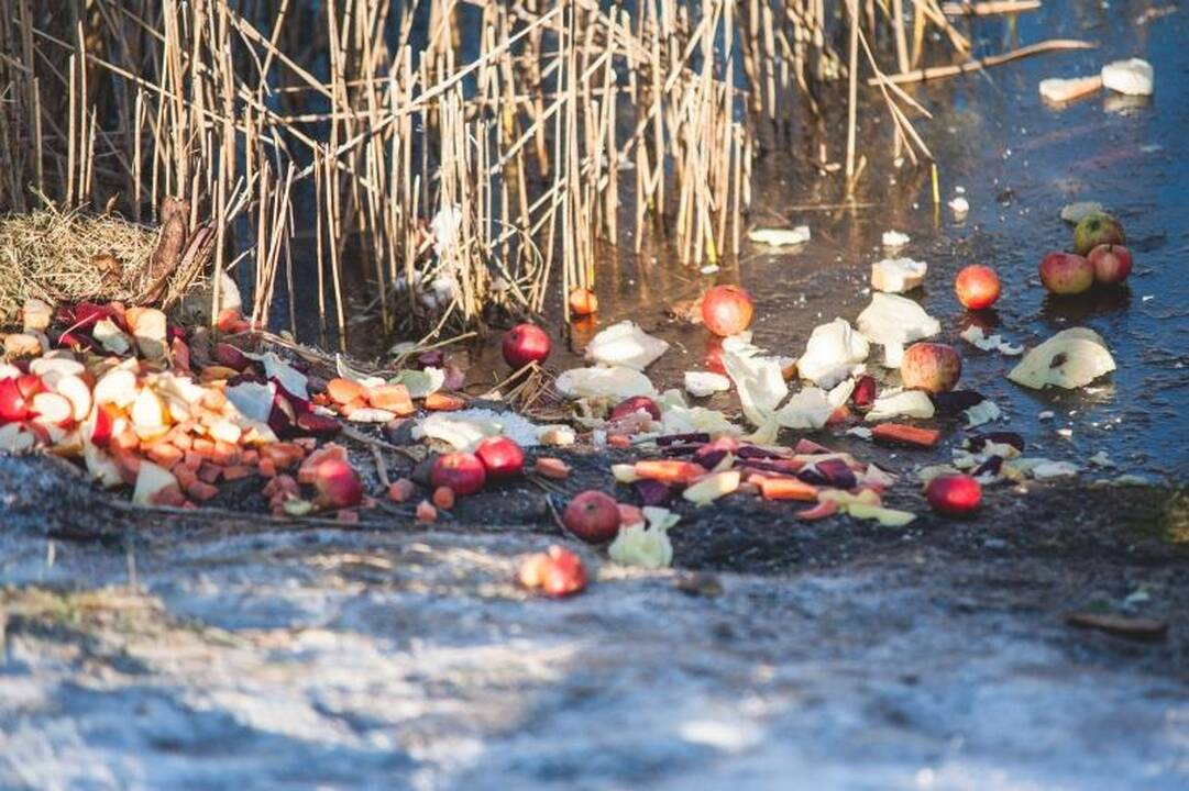 Kalniečių parke nutrijos paliktos ant ledo
