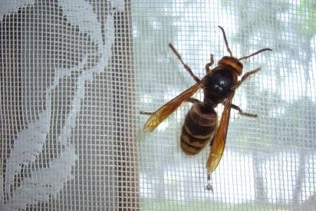 Šiemet širšės puola aršiau