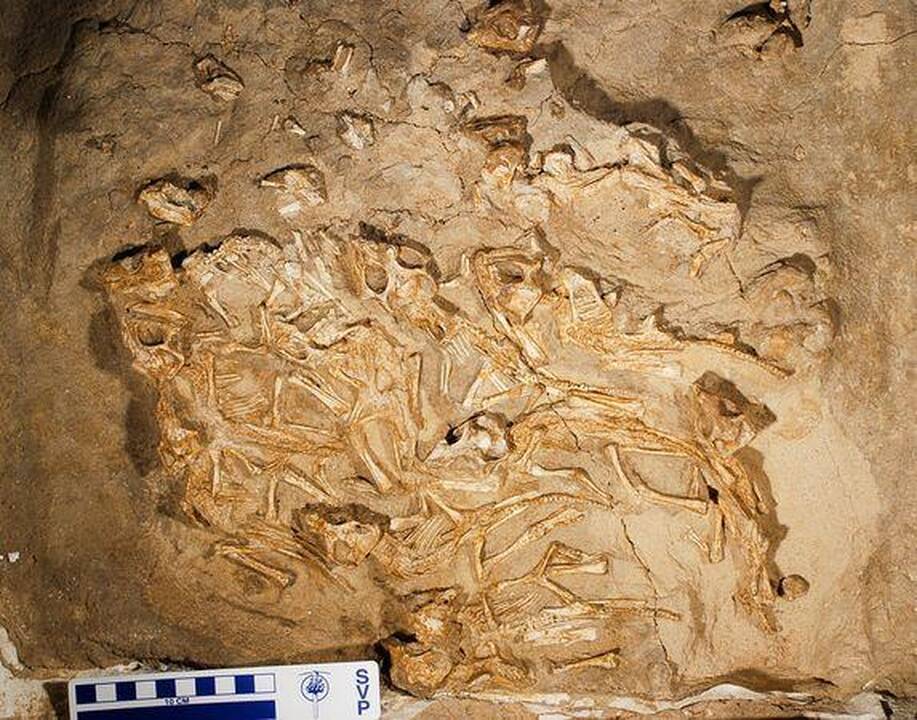Atrastas dinozaurų lizdas atskleidė reptilijų švelnumą