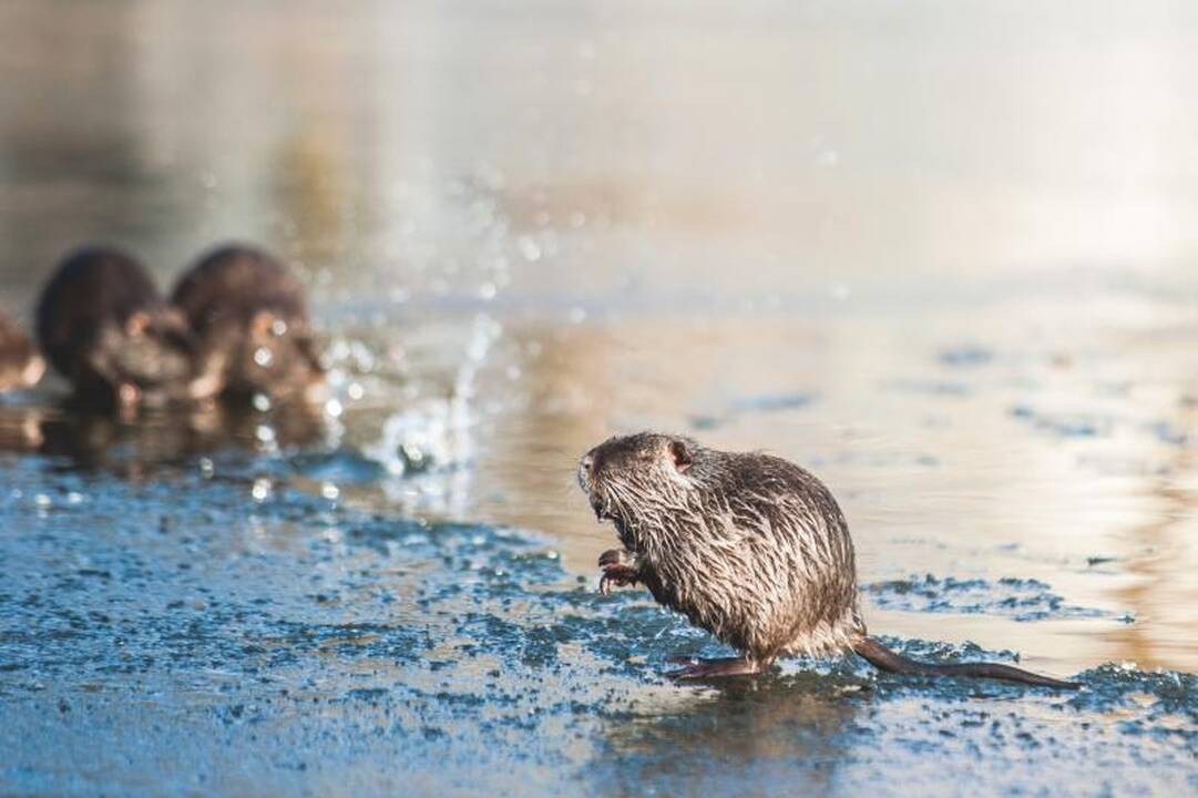Kalniečių parke nutrijos paliktos ant ledo