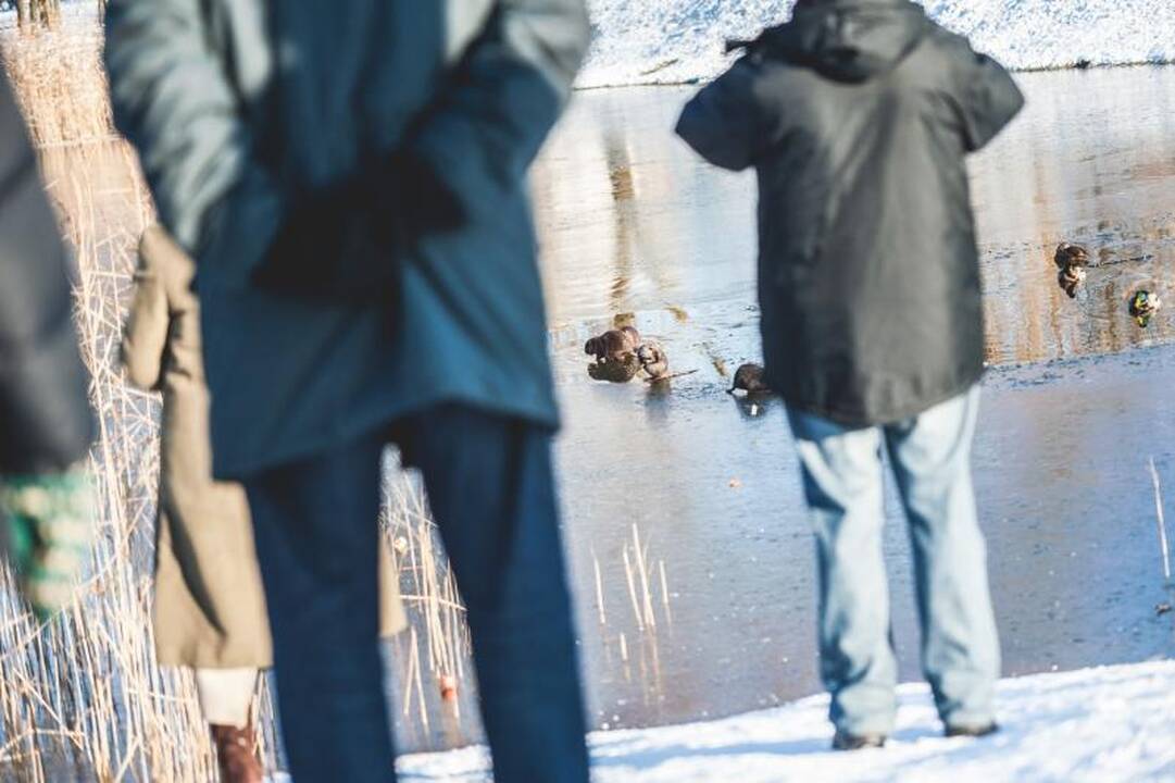 Kalniečių parke nutrijos paliktos ant ledo