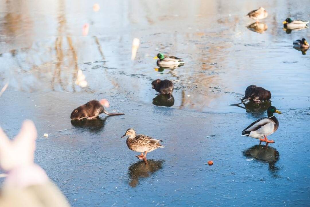 Kalniečių parke nutrijos paliktos ant ledo