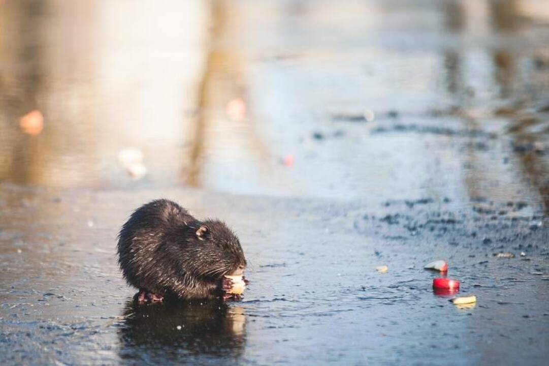 Kalniečių parke nutrijos paliktos ant ledo