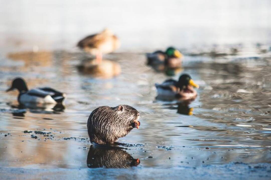 Kalniečių parke nutrijos paliktos ant ledo