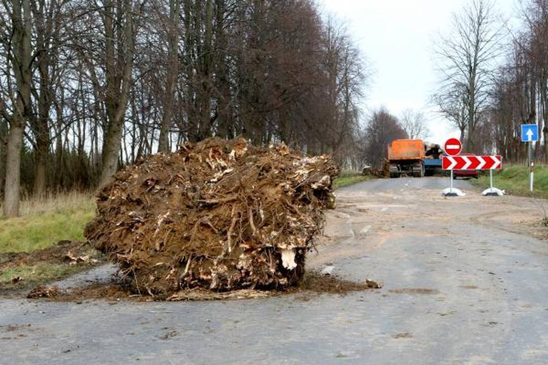 Kelininkai išraus medžius prie Plytinės kelio