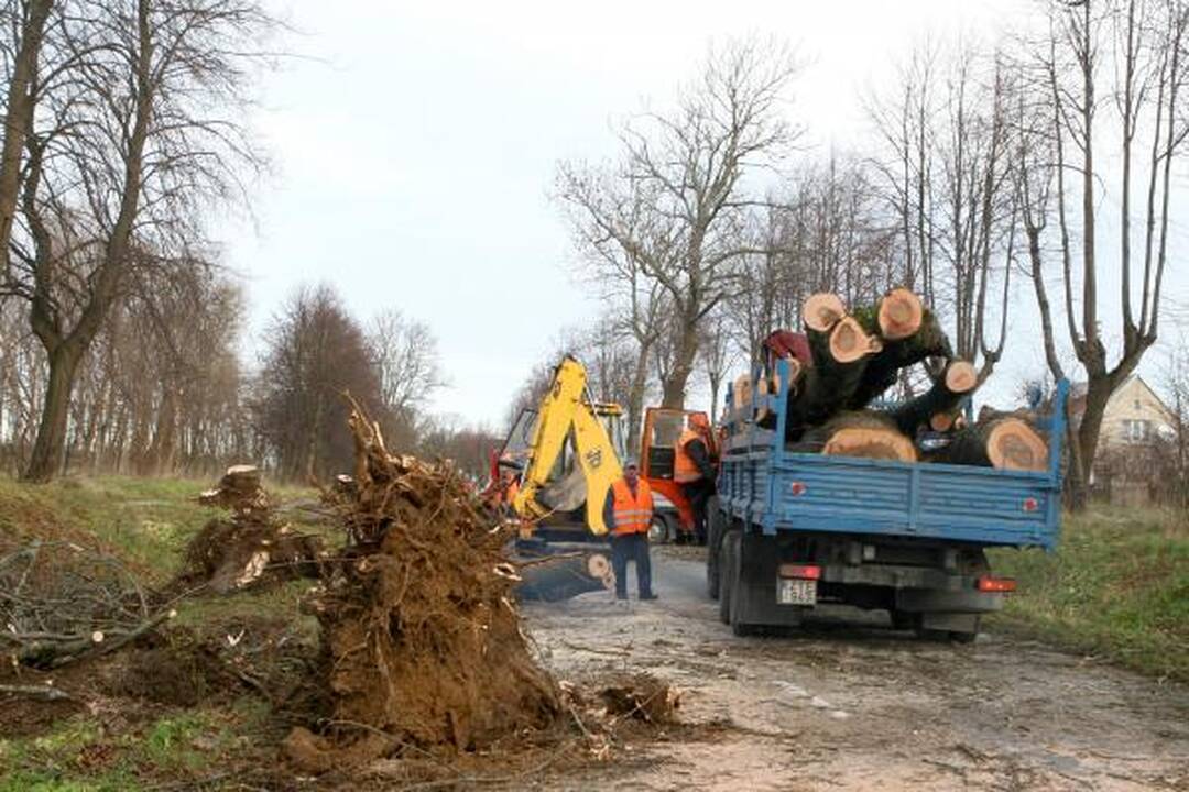 Kelininkai išraus medžius prie Plytinės kelio