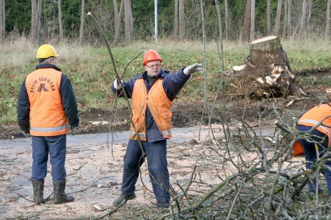Kelininkai išraus medžius prie Plytinės kelio