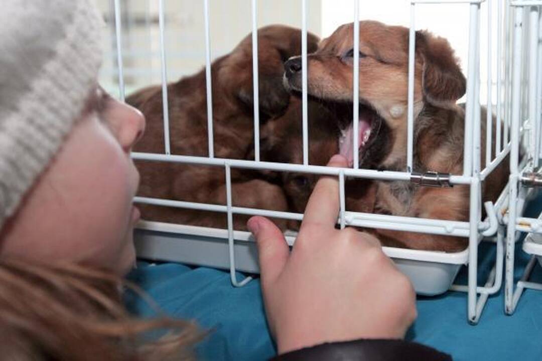 Kačių paroda pakerėjo sostinės gyventojus