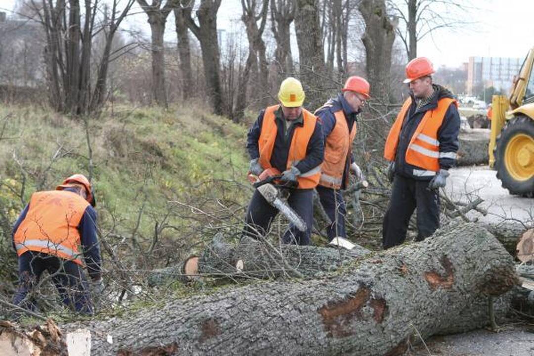 Kelininkai išraus medžius prie Plytinės kelio