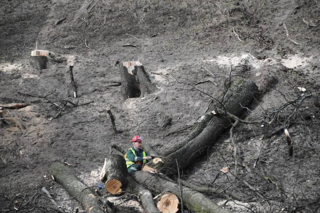 Ant Gedimino kalno darbuojasi medkirčiai