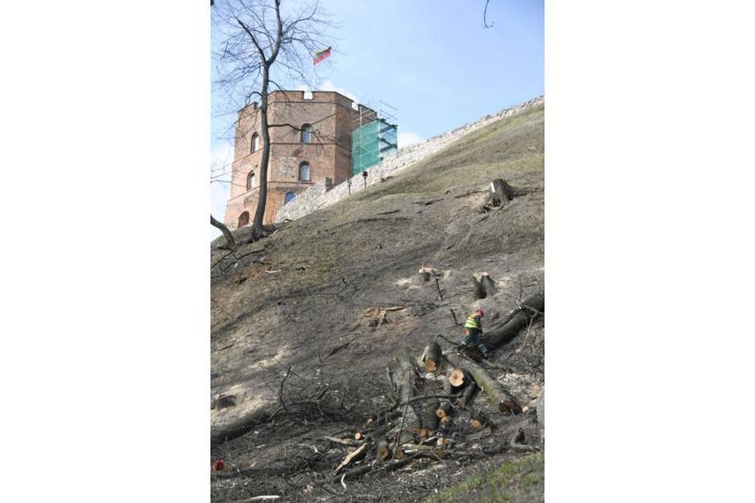 Ant Gedimino kalno darbuojasi medkirčiai