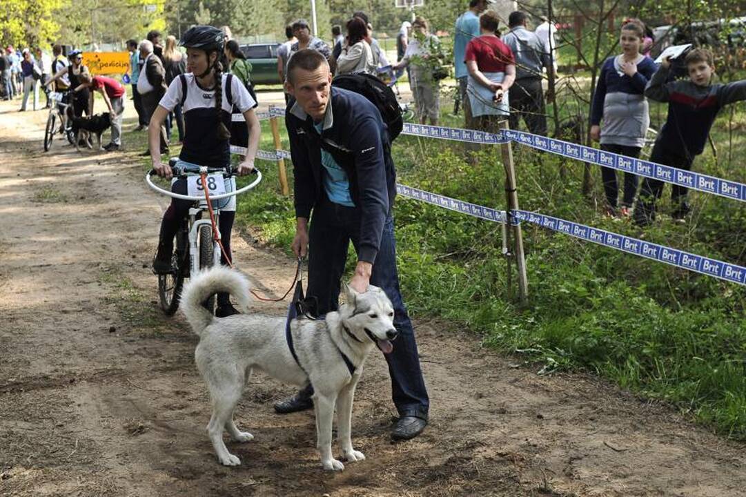 Jadagonių girios takais šuoliavo šunų kinkiniai 