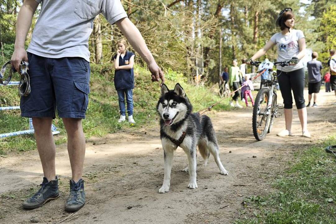 Jadagonių girios takais šuoliavo šunų kinkiniai 