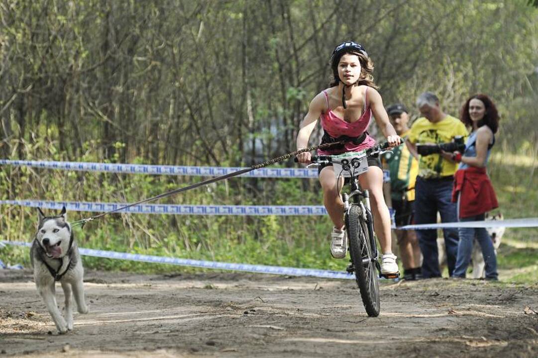 Jadagonių girios takais šuoliavo šunų kinkiniai 